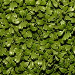 36" Green Artificial Boxwood Topiary Tree With Weighted Pot -Xmas Trees Shop dnat lbx4 36 3 47359.1667533505