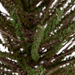 2' Green And Brown Warsaw Twig Artificial Christmas Tree With Burlap Base - Unlit -Xmas Trees Shop northlight b03908 2 64204.1669400657