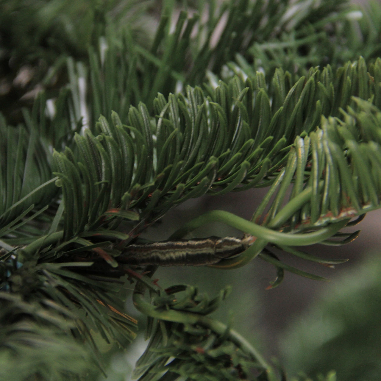 6.5 Ft Layered Nordmann Fir Artificial Christmas Tree - Unlit 2 6.5 Ft Layered Nordmann Fir Artificial Christmas Tree - Unlit - Image 2