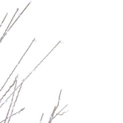 6' LED Lighted White Birch Christmas Twig Tree - Pure White Lights 14 6' LED Lighted White Birch Christmas Twig Tree - Pure White Lights -Xmas Trees Shop northlight xt92218 4 19620.1667491239